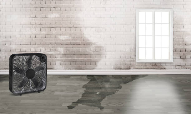 Best Mold removal after water damage  in Lake Cassidy, WA