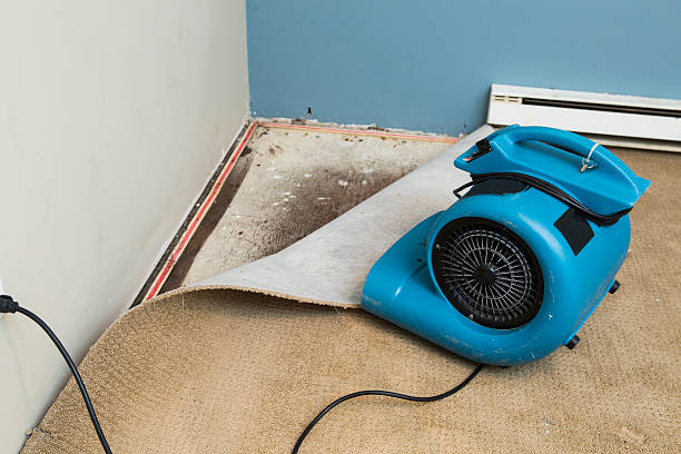 Best Local water damage restoration  in Lake Cassidy, WA